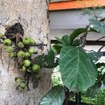 Ficus racemosa Fruchs