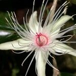 Ryania speciosa Flor