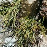 Asplenium septentrionale Агульны выгляд