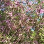 Robinia hispida Blüte