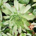 Sempervivum calcareum Blad