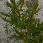 Rumex maritimus موطن