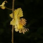 Fairchildia panamensis Flower