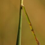 Chloris barbata Bark