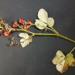 Rubus montanus Květ