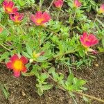 Portulaca umbraticola Hostoa