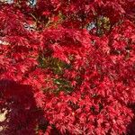 Acer palmatum List