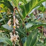 Alpinia zerumbet Flor