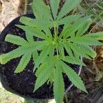 Cannabis sativa Leaf