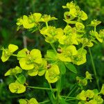 Euphorbia esula Flower