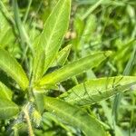 Ludwigia grandiflora Leaf