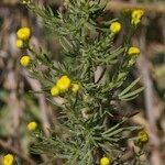Vogtia annua Mosusu