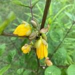 Senna occidentalisFruit