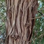 Elaeagnus angustifolia Bark