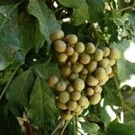 Leea guineensis Fruit