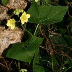 Bryonia verrucosa Otro