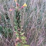 Oenothera × fallax Leaf