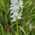 Orchis mascula x Orchis militaris Flower