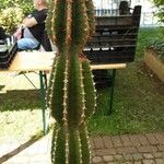 Euphorbia abyssinica Leaf