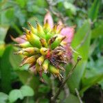 Aechmea nudicaulis Fruit