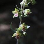 Epipactis kleinii Flor