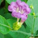 Strobilanthes attenuata Flower