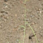 Cleome violacea Habit