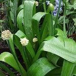 Allium paradoxum Habitus