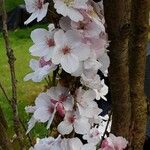 Prunus × yedoensis Blomst