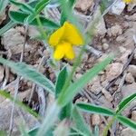 Argyrolobium zanonii Flower