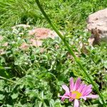 Tanacetum coccineum Květ