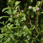 Lantana involucrata Habitat