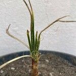 Dasylirion leiophyllum List