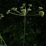 Dichoropetalum carvifolia Blomst