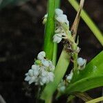 Ophiopogon jaburan Fiore