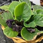 Saintpaulia ionantha Hoja