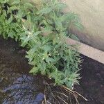 Epilobium roseum Habit