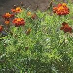 Tagetes patula Blad