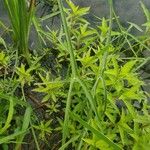 Sagittaria graminea Leaf