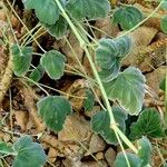 Pelargonium echinatum आदत