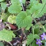 Primula malacoides Levél