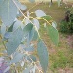 Eucalyptus gunniiBlatt