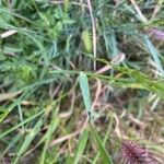 Aegilops ventricosa Likasa