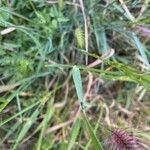 Aegilops ventricosa Leaf