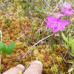 Calopogon tuberosus Квітка