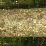 Pradosia ptychandra Bark