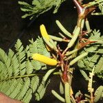 Vachellia collinsii Floare