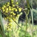 Searsia lancea Fruit