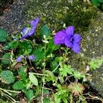 Viola tricolor 整株植物