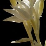 Cephalanthera austiniae Flower